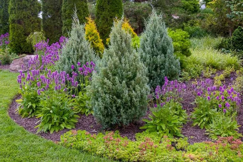 RedCrocus Wichita Blue Rocky Mountain Juniper, Drought Tolerant Evergreen, Full Sun, Pet Warning, Well-Drained Soil, 10-15 ft Tall, Pyramidal, Landscape Plant  30 Gallon