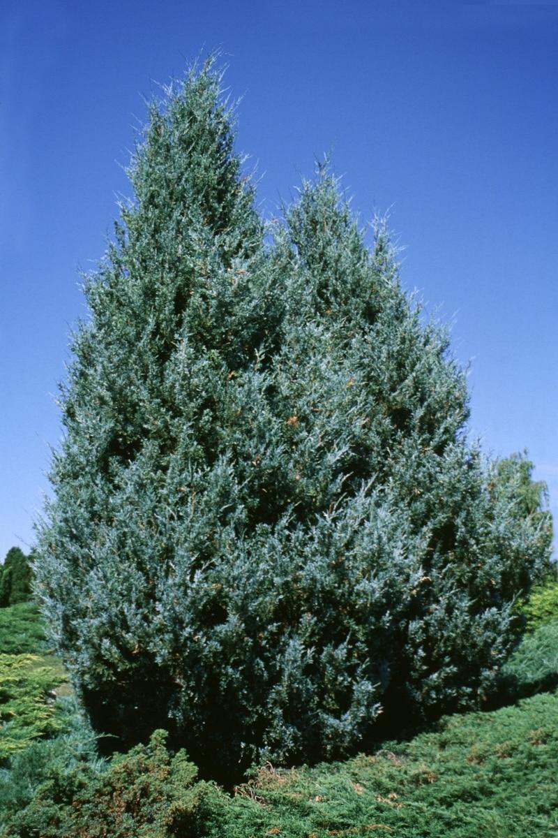 RedCrocus Wichita Blue Rocky Mountain Juniper, Drought Tolerant Evergreen, Full Sun, Pet Warning, Well-Drained Soil, 10-15 ft Tall, Pyramidal, Landscape Plant  30 Gallon