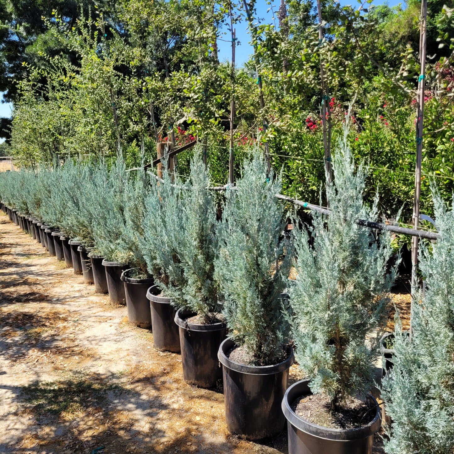 Juniperus Scopulorum Wichita Blue - View 13 from www redcrocus com