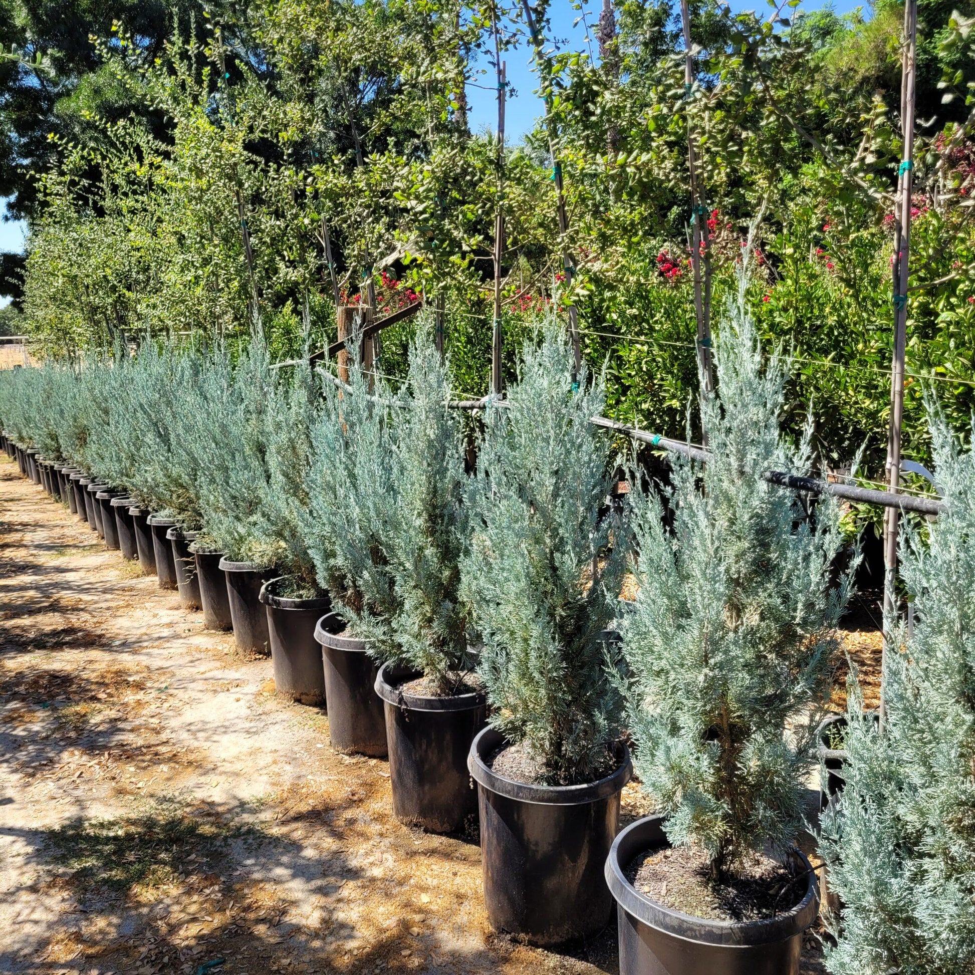 Juniperus Scopulorum Wichita Blue - View 13 from www redcrocus com