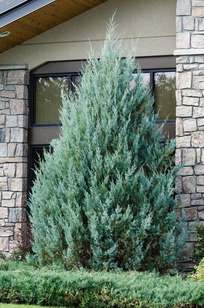 Juniperus Scopulorum Wichita Blue - View 14 from www redcrocus com