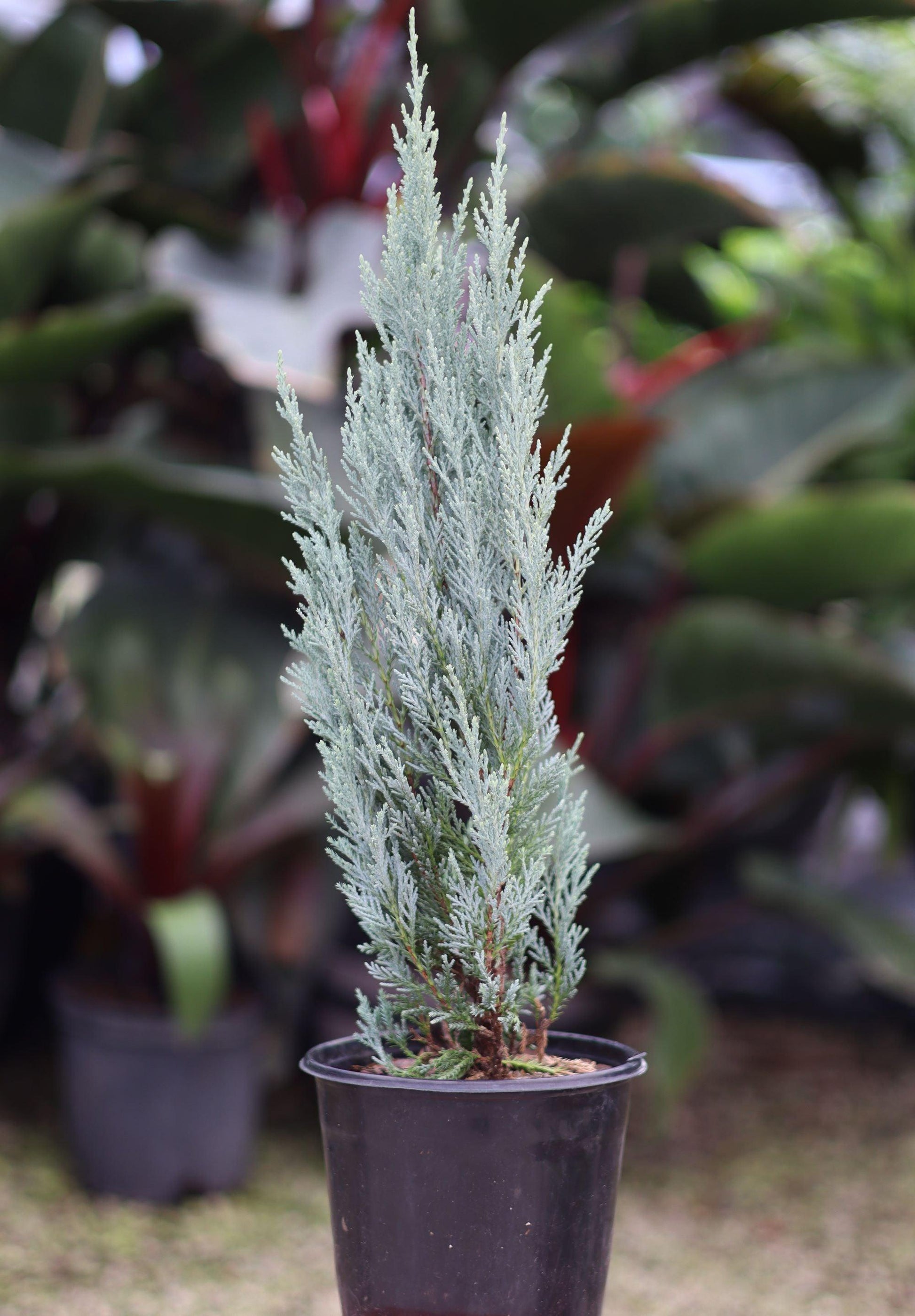 Juniperus Scopulorum Wichita Blue - View 18 from www redcrocus com