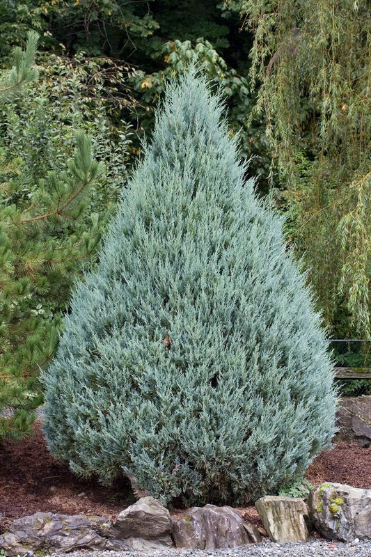 RedCrocus Wichita Blue Rocky Mountain Juniper, Drought Tolerant Evergreen, Full Sun, Pet Warning, Well-Drained Soil, 10-15 ft Tall, Pyramidal, Landscape Plant  30 Gallon