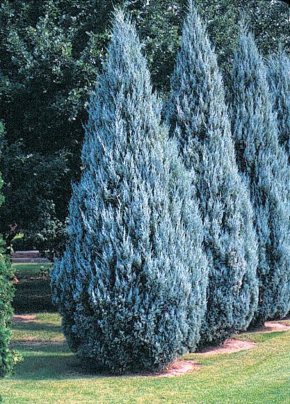 Juniperus Scopulorum Wichita Blue - View 3 from www redcrocus com