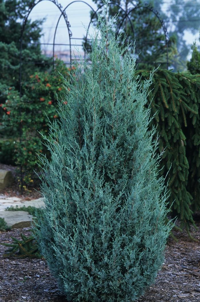 Juniperus Scopulorum Wichita Blue - View 5 from www redcrocus com