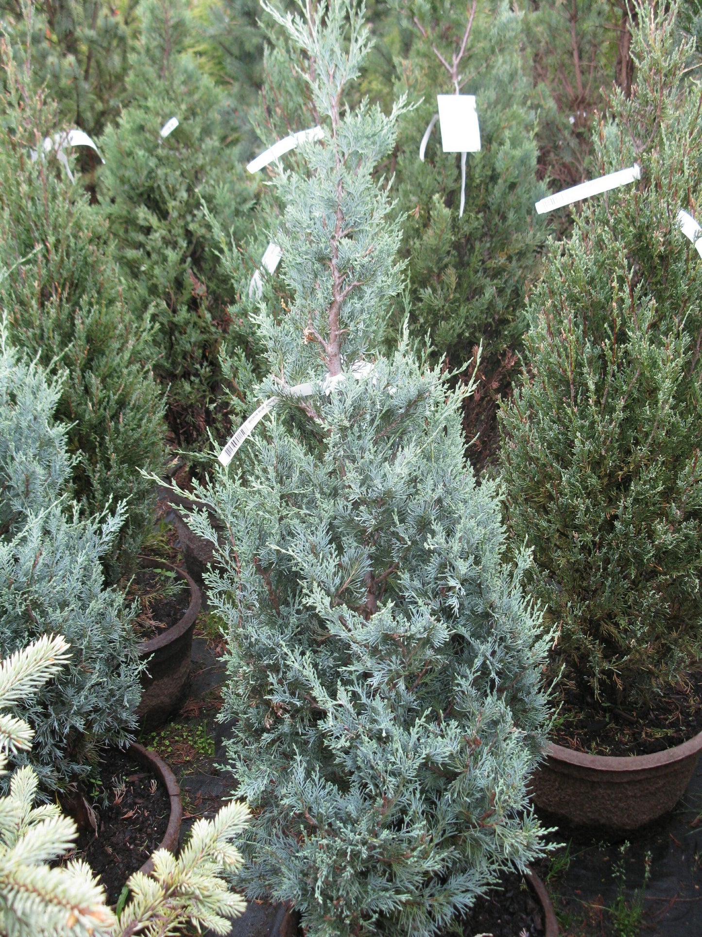 Juniperus Scopulorum Wichita Blue - View 6 from www redcrocus com