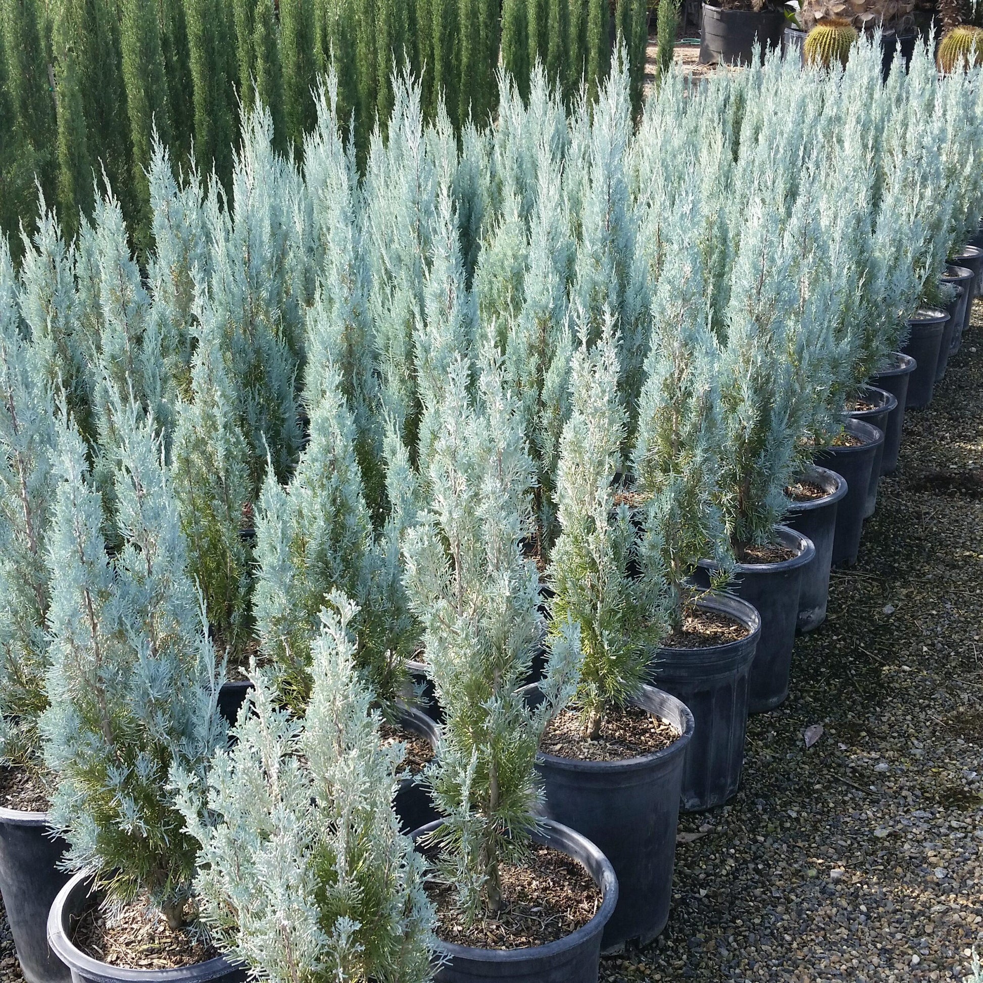 Juniperus Scopulorum Wichita Blue - View 9 from www redcrocus com
