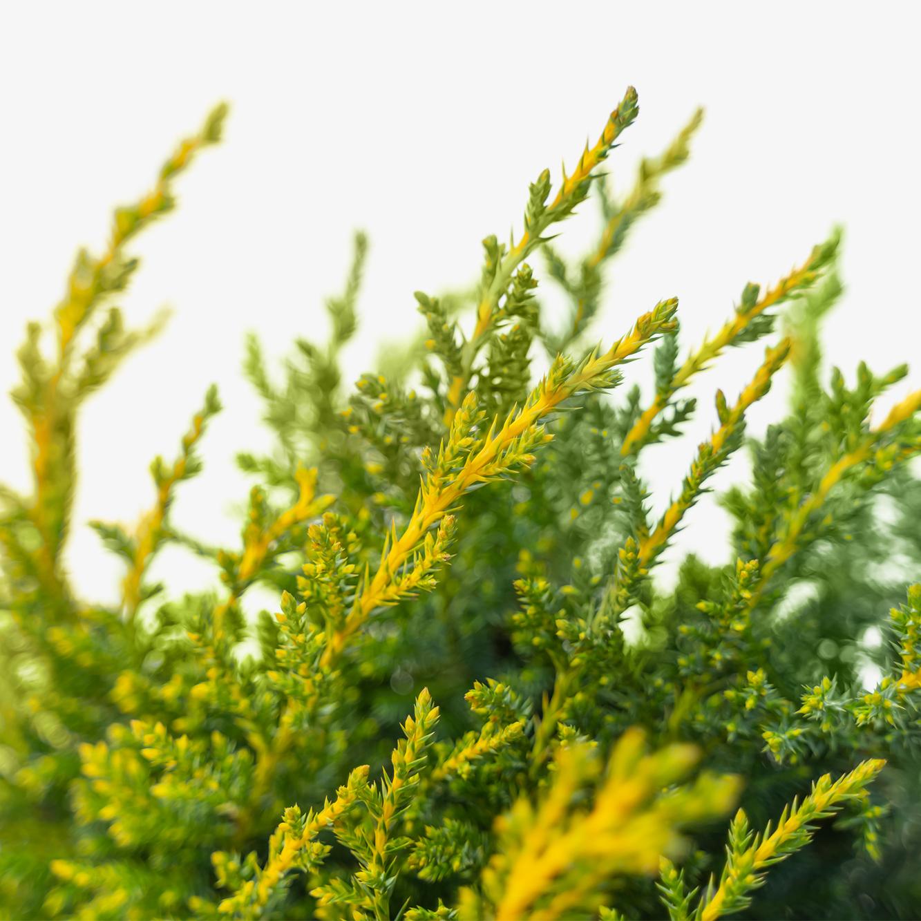 Juniperus Chinensis Daub S Frosted - View 12 from www redcrocus com