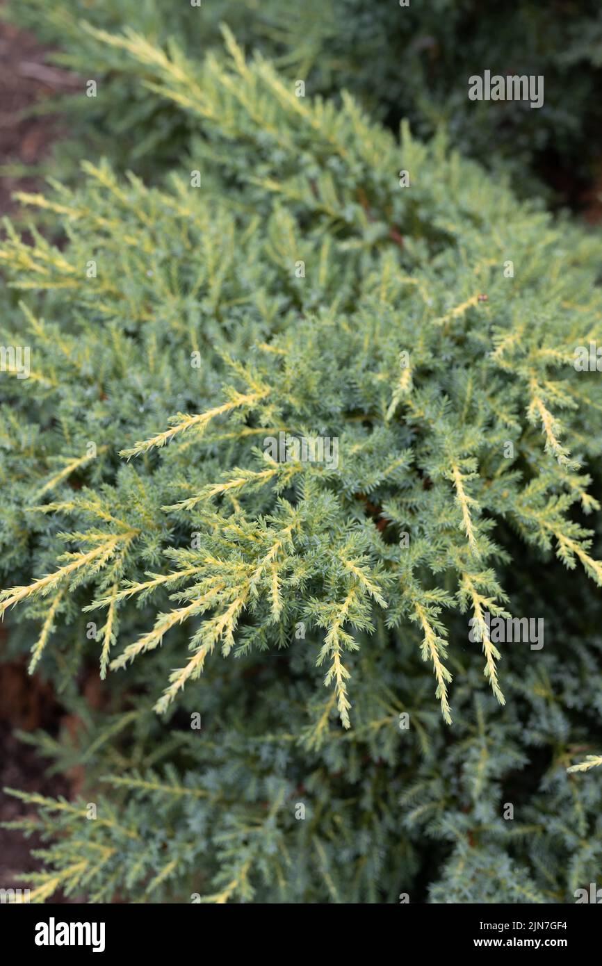 Juniperus Chinensis Daub S Frosted - View 13 from www redcrocus com