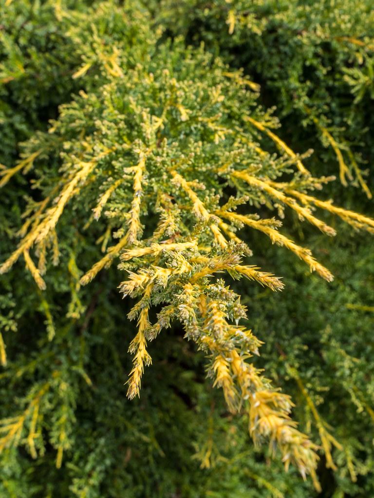 Juniperus Chinensis Daub S Frosted - View 17 from www redcrocus com
