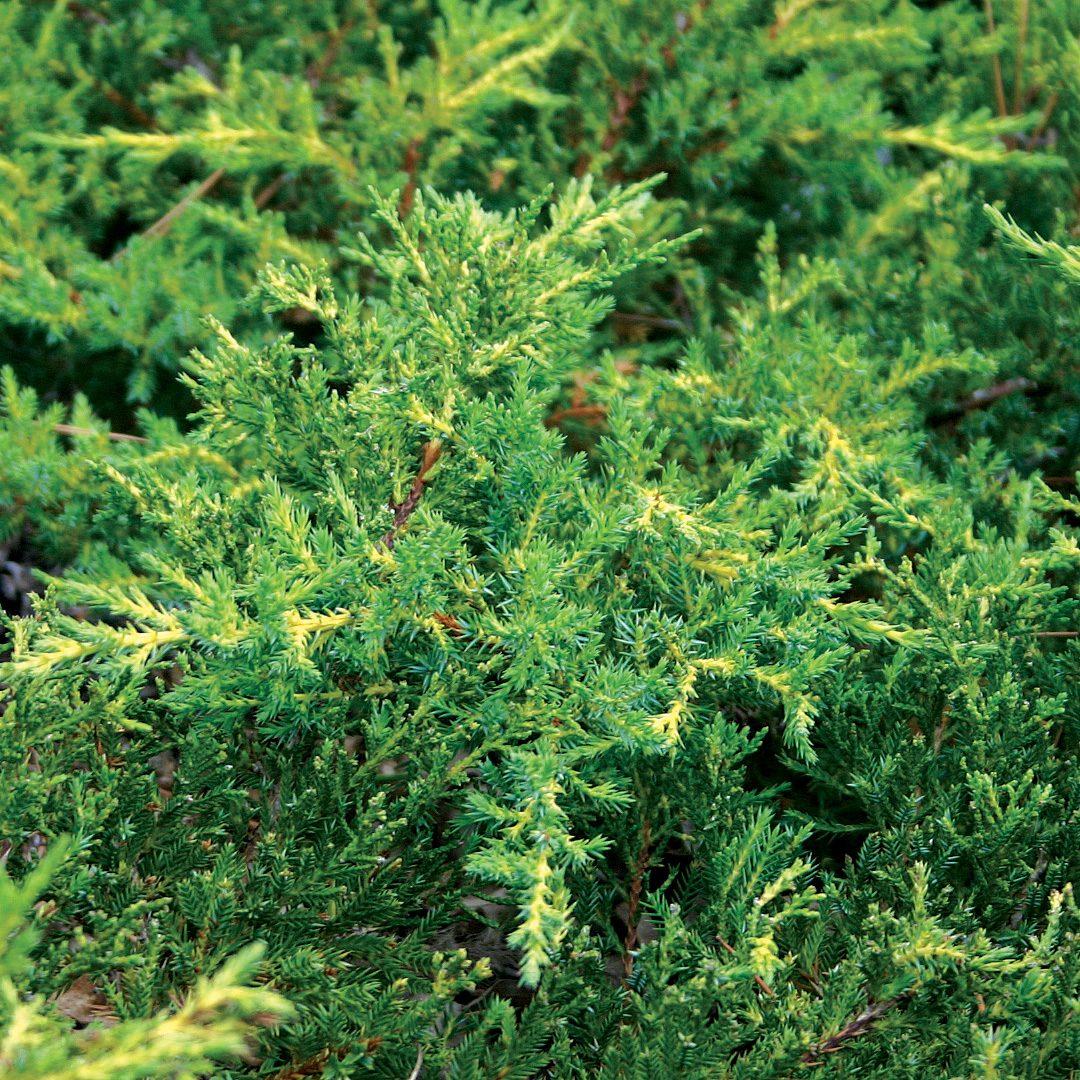 Juniperus Chinensis Daub S Frosted - View 2 from www redcrocus com