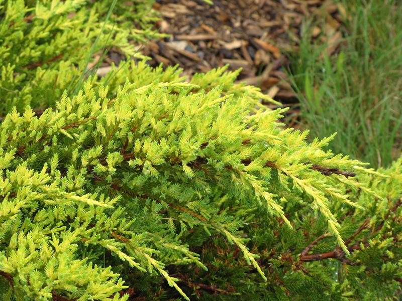 Juniperus Chinensis Daub S Frosted - View 5 from www redcrocus com