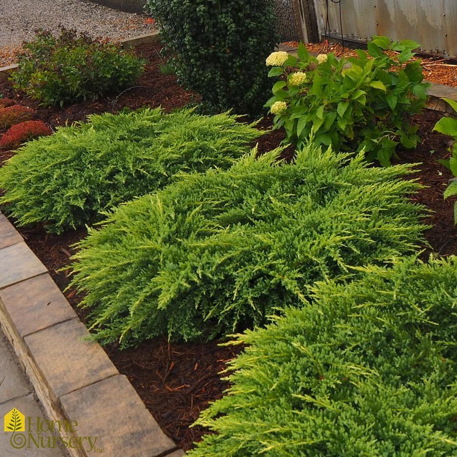Juniperus Chinensis Daub S Frosted - View 6 from www redcrocus com