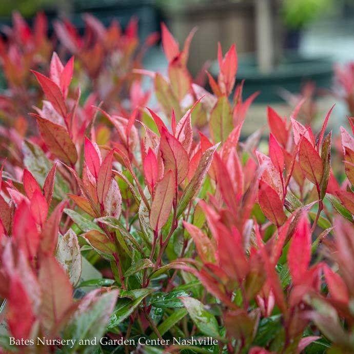 Leucothoe Fontanesiana Leafscape Little Flame - View 11 from www redcrocus com