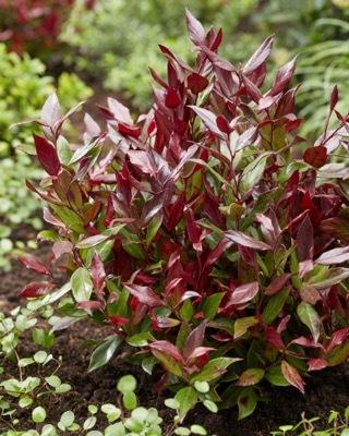 Leucothoe Fontanesiana Leafscape Little Flame - View 12 from www redcrocus com