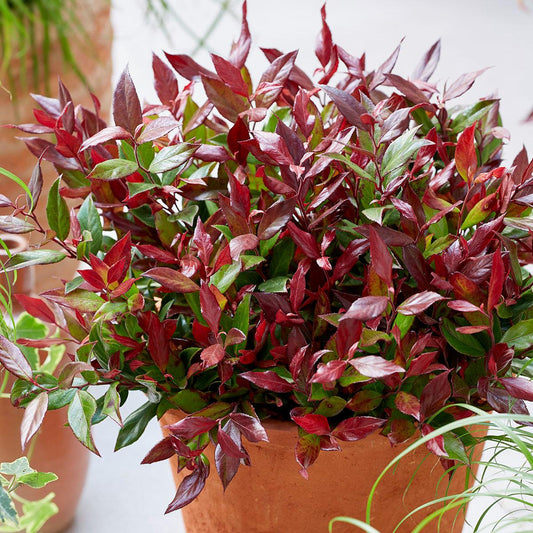 Leucothoe Fontanesiana Leafscape Little Flame - View 1 from www redcrocus com