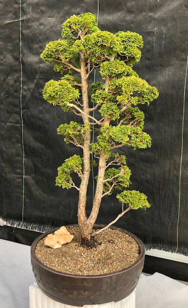 Chamaecyparis Obtusa Pom Pom - View 10 from www redcrocus com