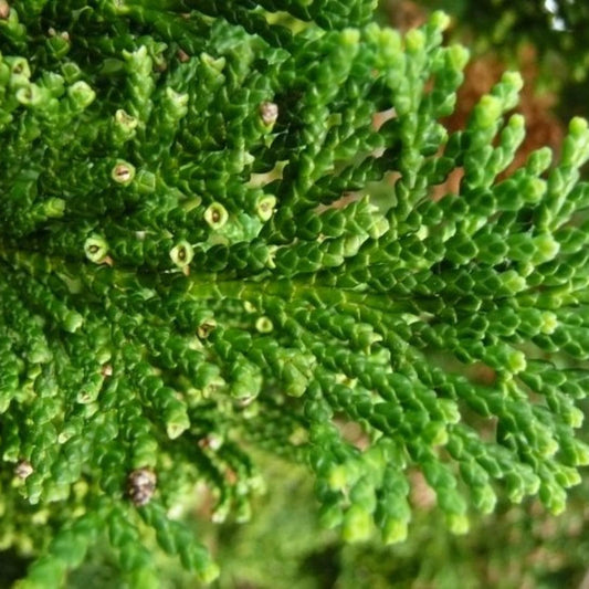 Chamaecyparis Obtusa Pom Pom - View 1 from www redcrocus com