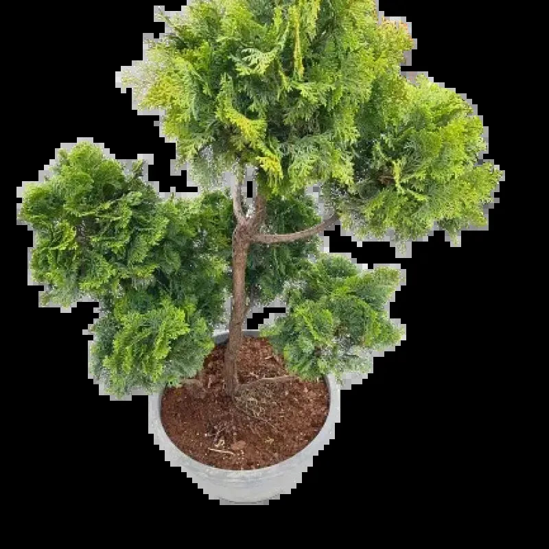 Chamaecyparis Obtusa Pom Pom - View 2 from www redcrocus com