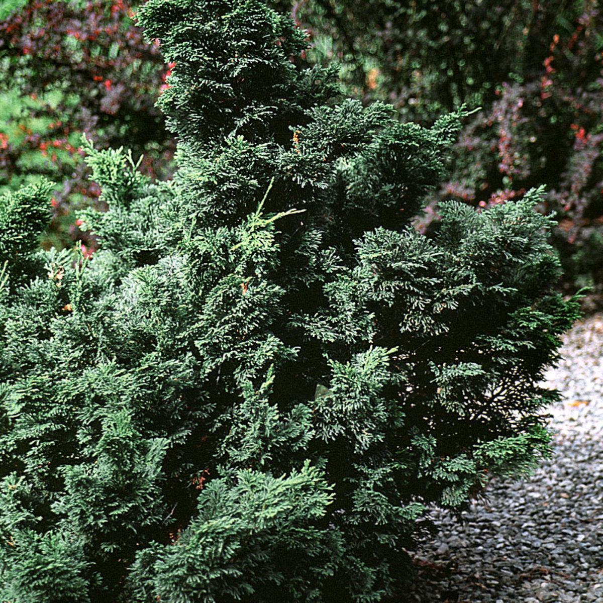 Chamaecyparis Obtusa Wycoff - View 7 from www redcrocus com
