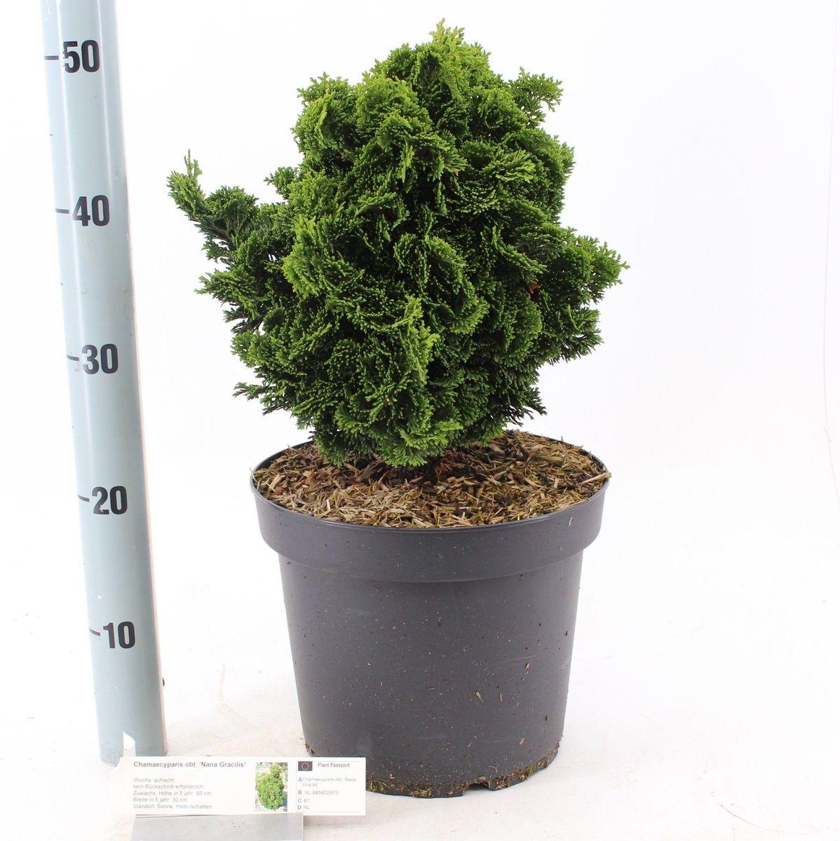 Chamaecyparis Obtusa Nana Gracilis Standard - View 9 from www redcrocus com