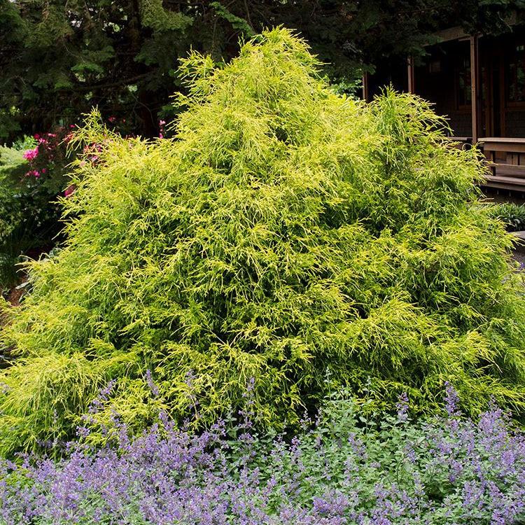 Chamaecyparis Pisifera Golden Mop Standard - View 13 from www redcrocus com