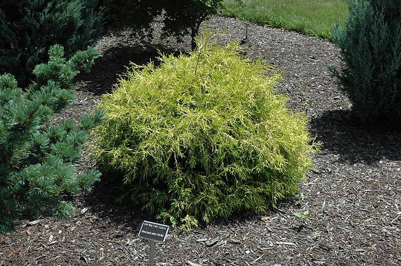Chamaecyparis Pisifera Golden Mop Standard - View 18 from www redcrocus com