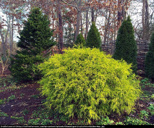 Chamaecyparis Pisifera Golden Mop Standard - View 1 from www redcrocus com
