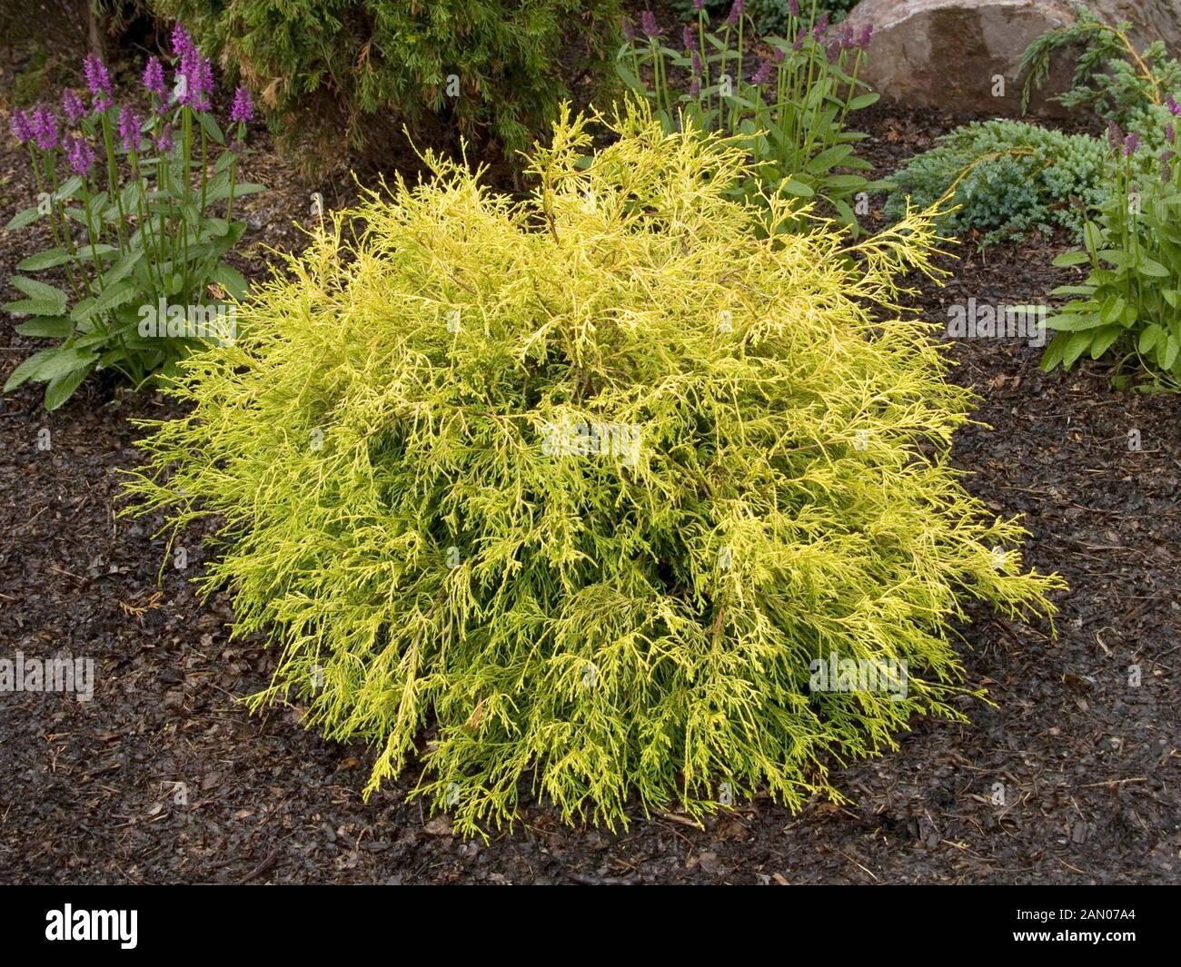 Chamaecyparis Pisifera Golden Mop Standard - View 4 from www redcrocus com