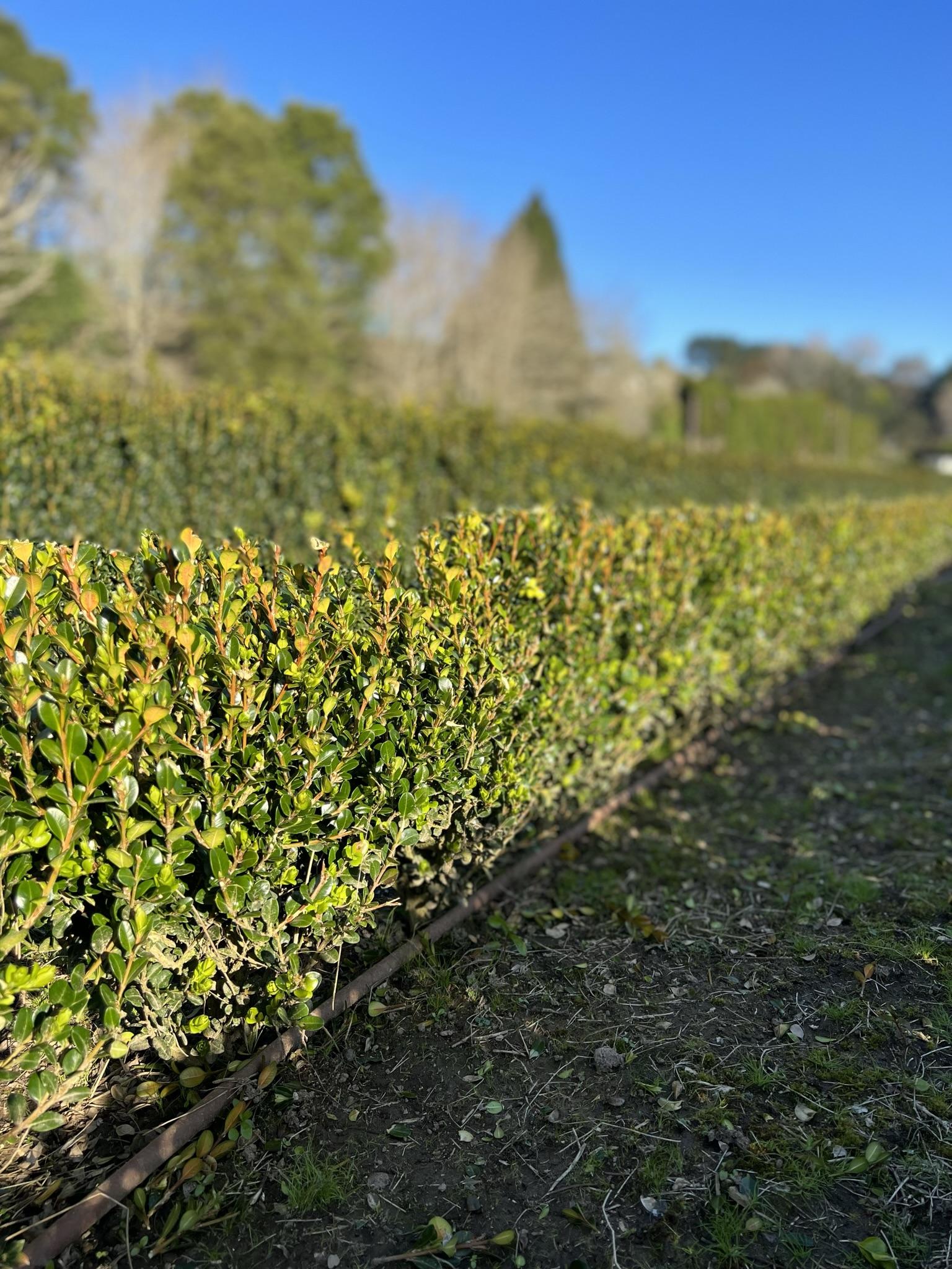 Buxus Microphylla Green Mountain Hedge Form (instant Hedge) - View 7 from www redcrocus com