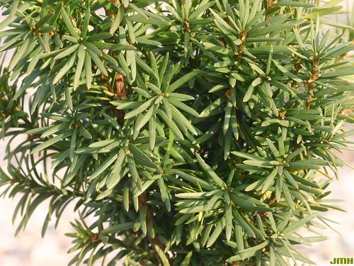 Taxus Media Maureen - View 10 from www redcrocus com