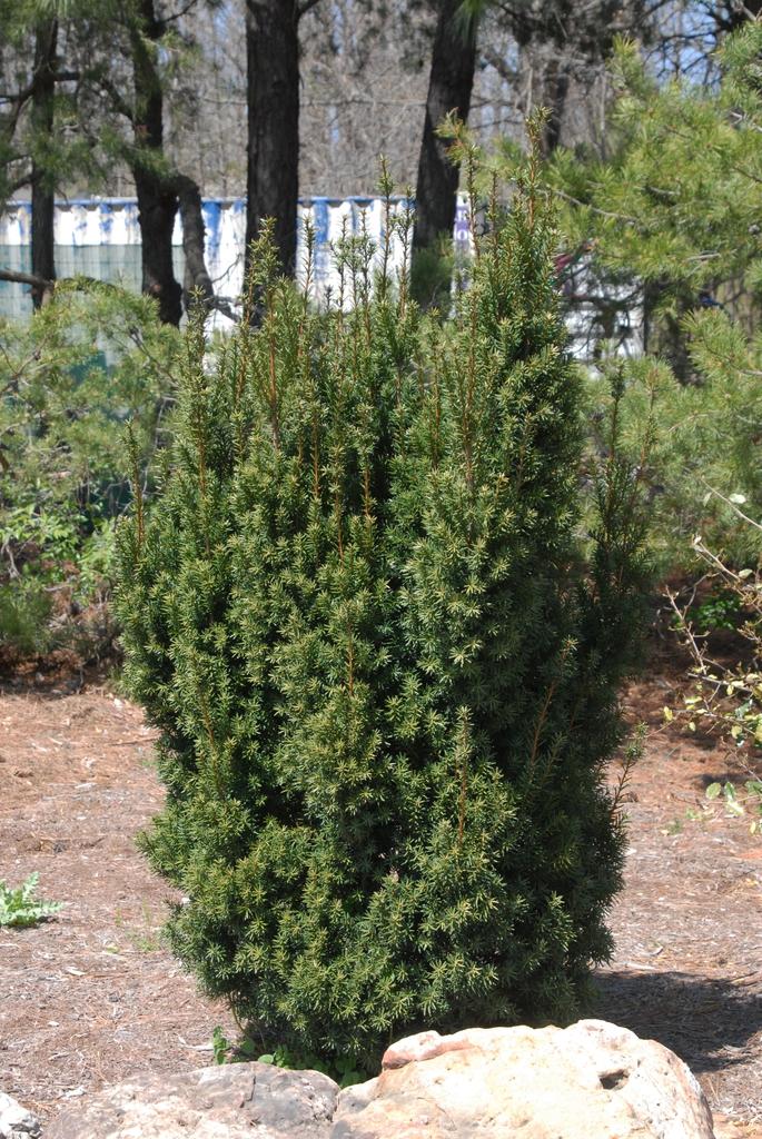 Taxus Media Maureen - View 11 from www redcrocus com