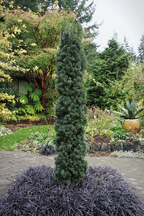 Taxus Media Maureen - View 3 from www redcrocus com