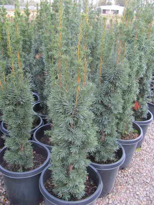 Taxus Media Maureen - View 4 from www redcrocus com