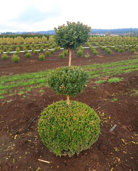 Buxus Sempervirens 3 Ball - View 10 from www redcrocus com