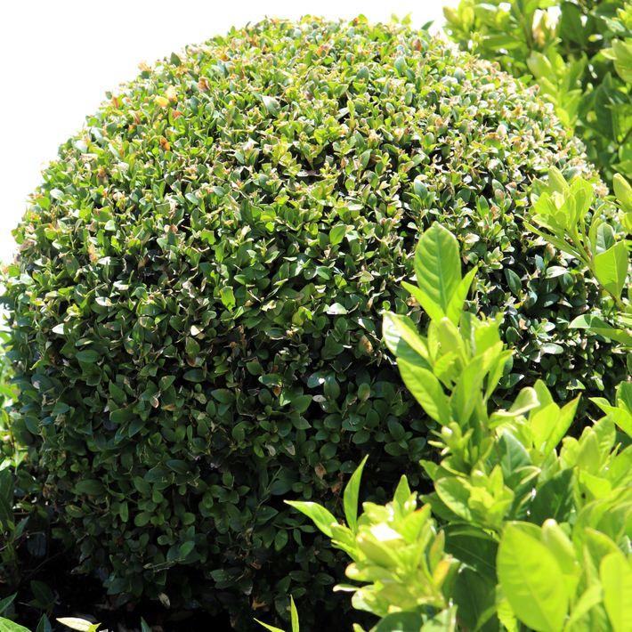 Buxus Sempervirens 3 Ball - View 11 from www redcrocus com