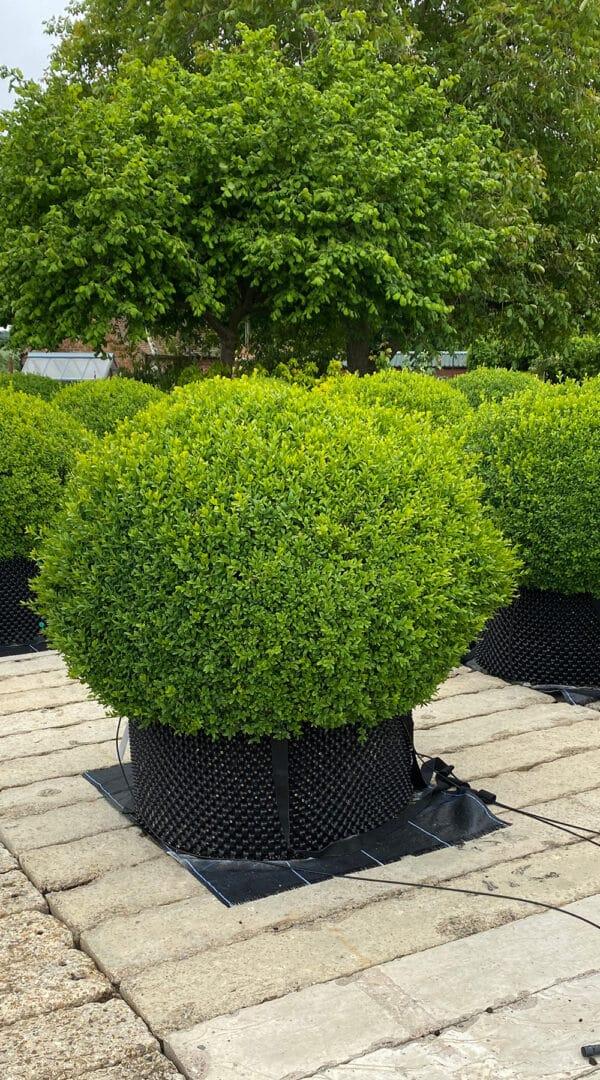 Buxus Sempervirens 3 Ball - View 14 from www redcrocus com