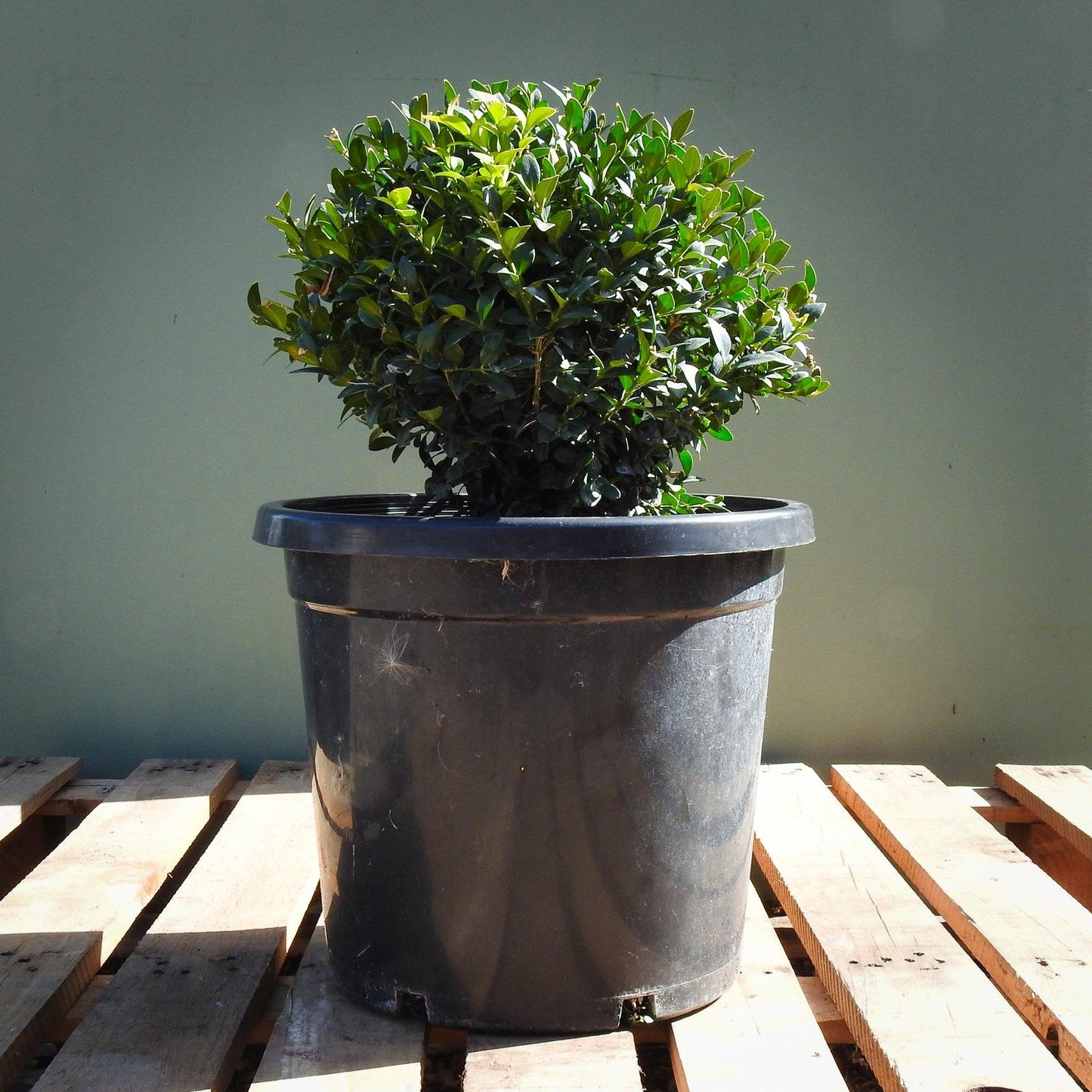 Buxus Sempervirens 3 Ball - View 15 from www redcrocus com