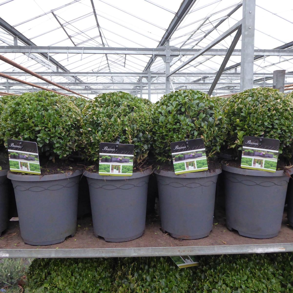 Buxus Sempervirens 3 Ball - View 17 from www redcrocus com