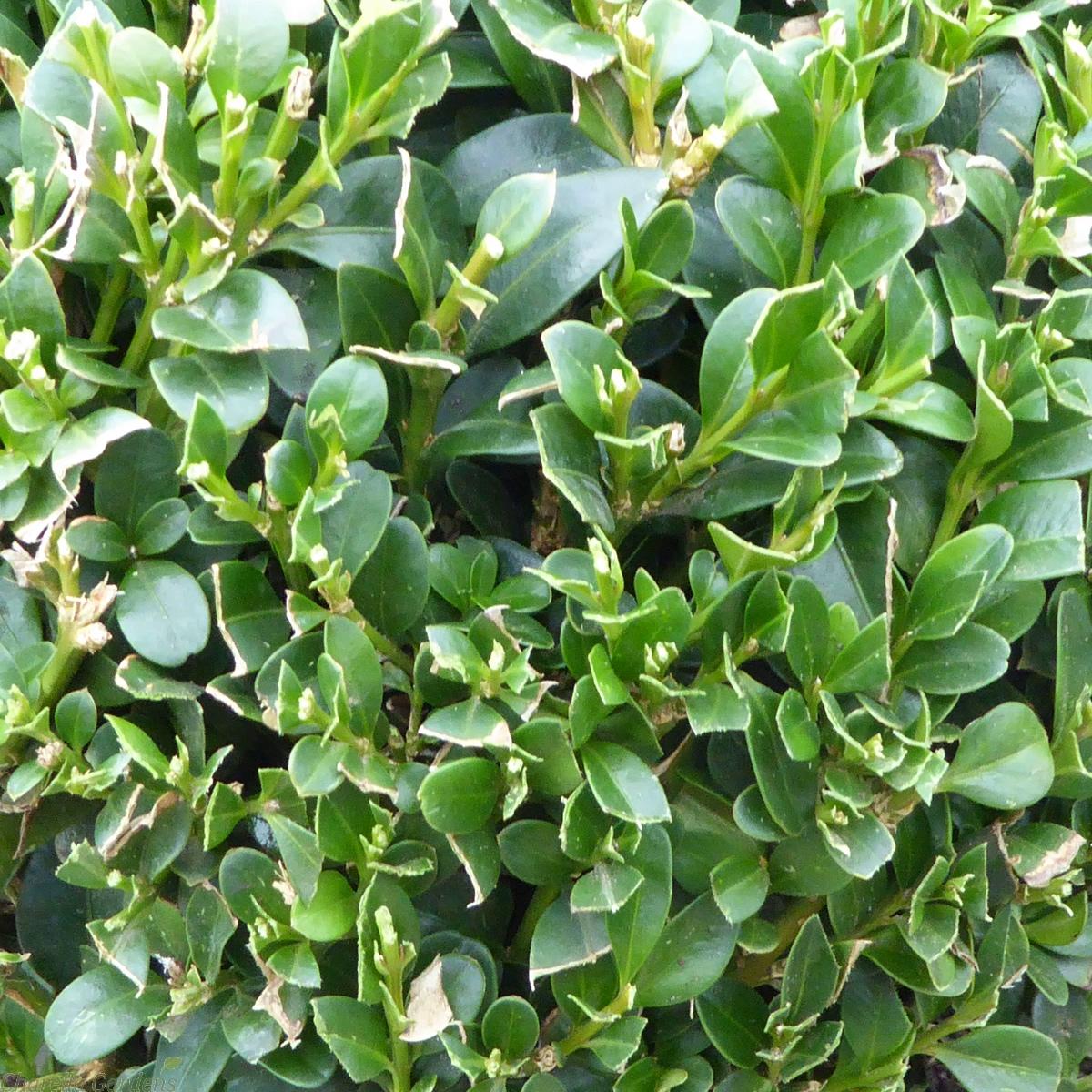 Buxus Sempervirens 3 Ball - View 18 from www redcrocus com
