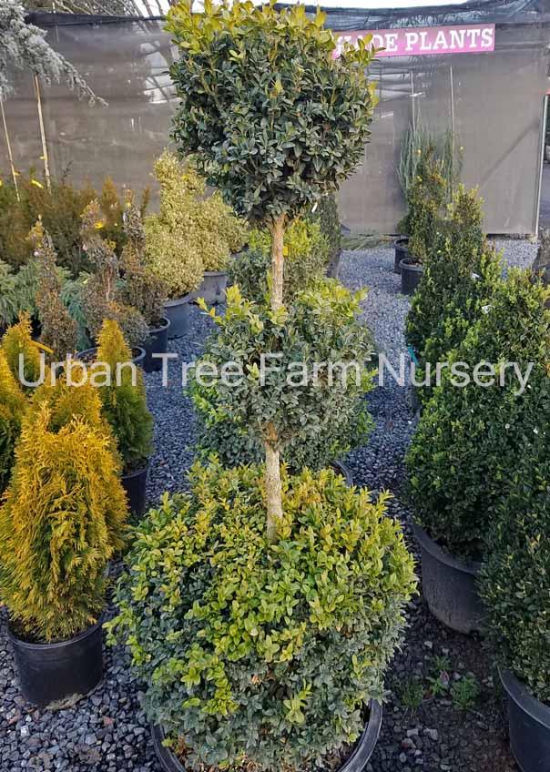 Buxus Sempervirens 3 Ball - View 1 from www redcrocus com