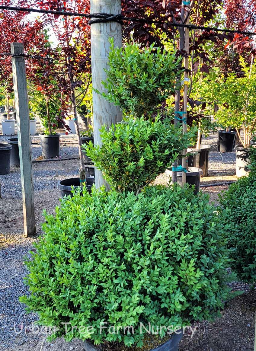 Buxus Sempervirens 3 Ball - View 2 from www redcrocus com