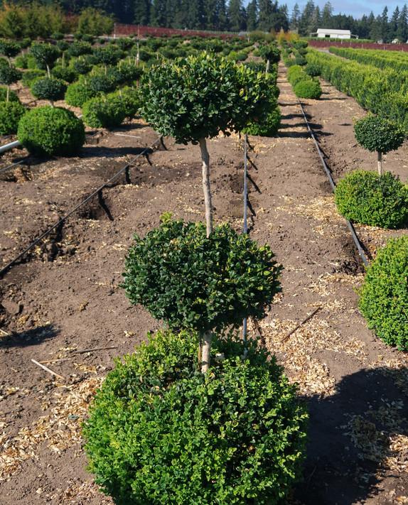 Buxus Sempervirens 3 Ball - View 5 from www redcrocus com
