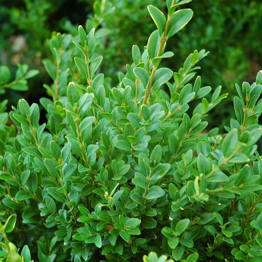 Buxus Sempervirens 3 Ball - View 6 from www redcrocus com