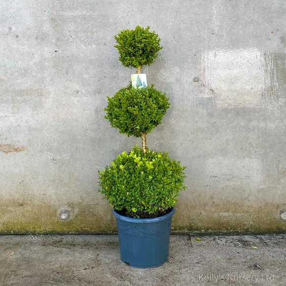 Buxus Sempervirens 3 Ball - View 7 from www redcrocus com