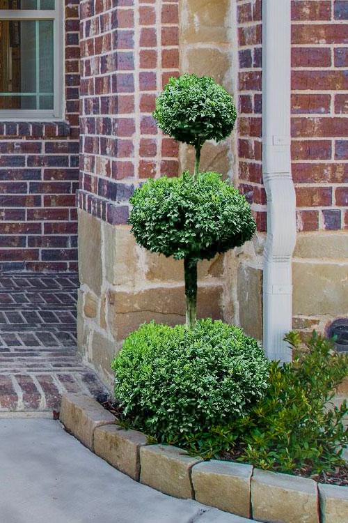 Buxus Sempervirens 3 Ball - View 9 from www redcrocus com