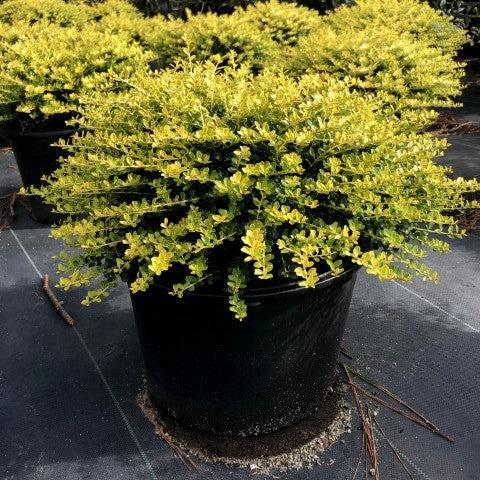 Ilex Crenata Golden Helleri - View 11 from www redcrocus com