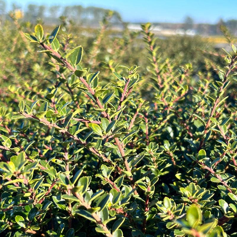 Ilex Crenata Golden Helleri - View 12 from www redcrocus com