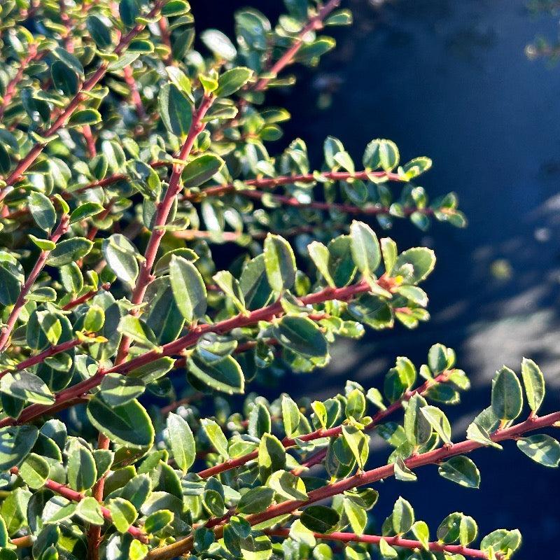 Ilex Crenata Golden Helleri - View 13 from www redcrocus com