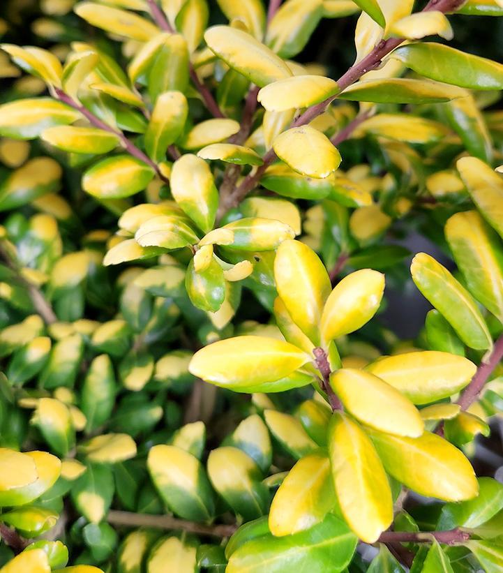 Ilex Crenata Golden Helleri - View 14 from www redcrocus com